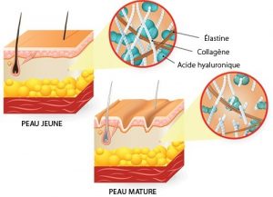 action collagène sur la peau