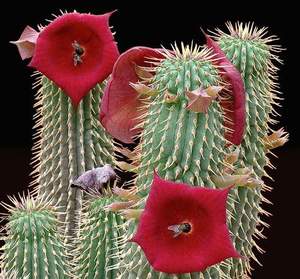 plante hoodia gordonii