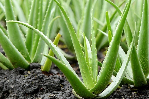 faire une cure d'Aloe Vera