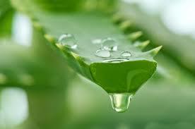 l'aloe vera, une plante pleine de vertus