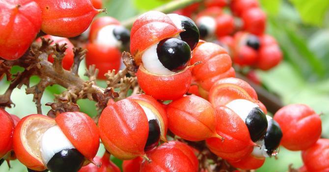 les bienfaits du guarana