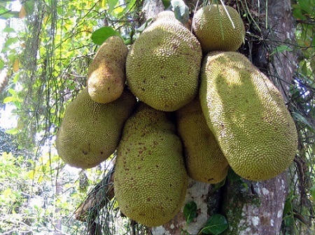 jackfruit