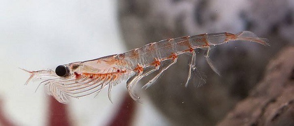 huile de krill