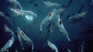 le krill huile et vertus