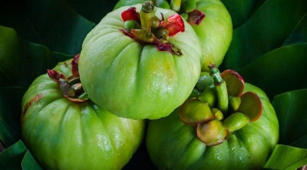 Garcinia Cambogia