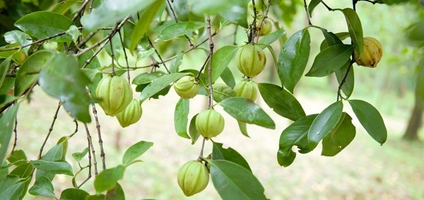 arbre-garcinia-cambodgia