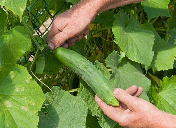 les bienfaits du comcombre