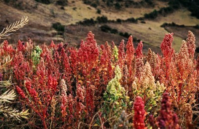 bienfaits quinoa